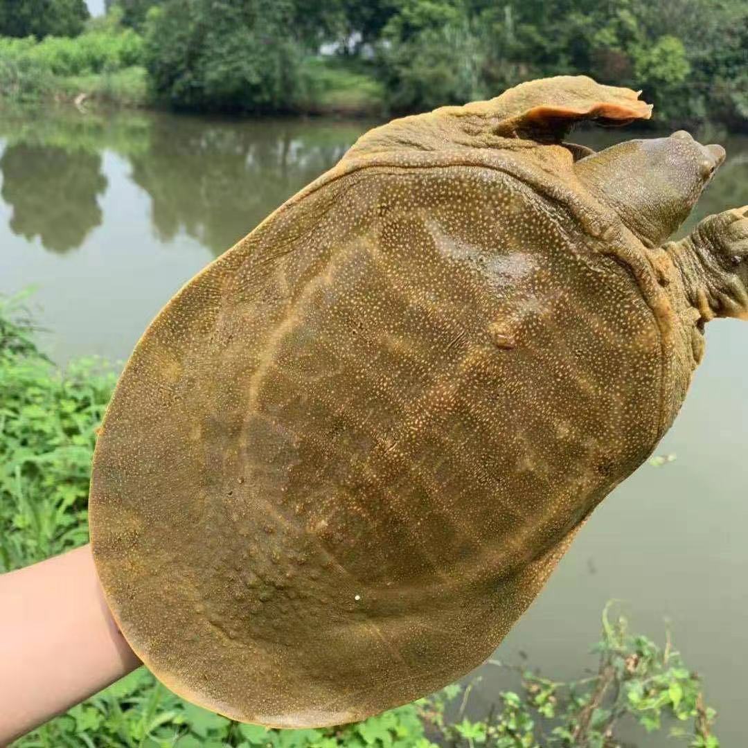 水鱼品种图片