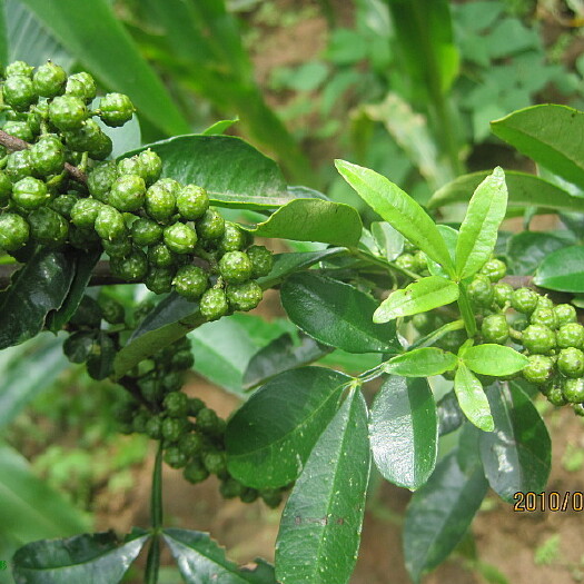 盐源县青花椒 分果瓣红褐色，干后变暗苍绿或褐黑色，径4-5毫米。