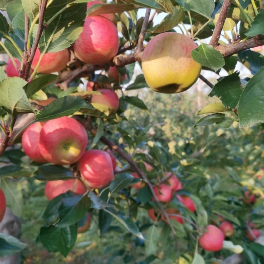盐源县嘎啦苹果  苹果