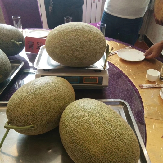 乌前旗哈密瓜网纹瓜西洲蜜25号保证产地直发