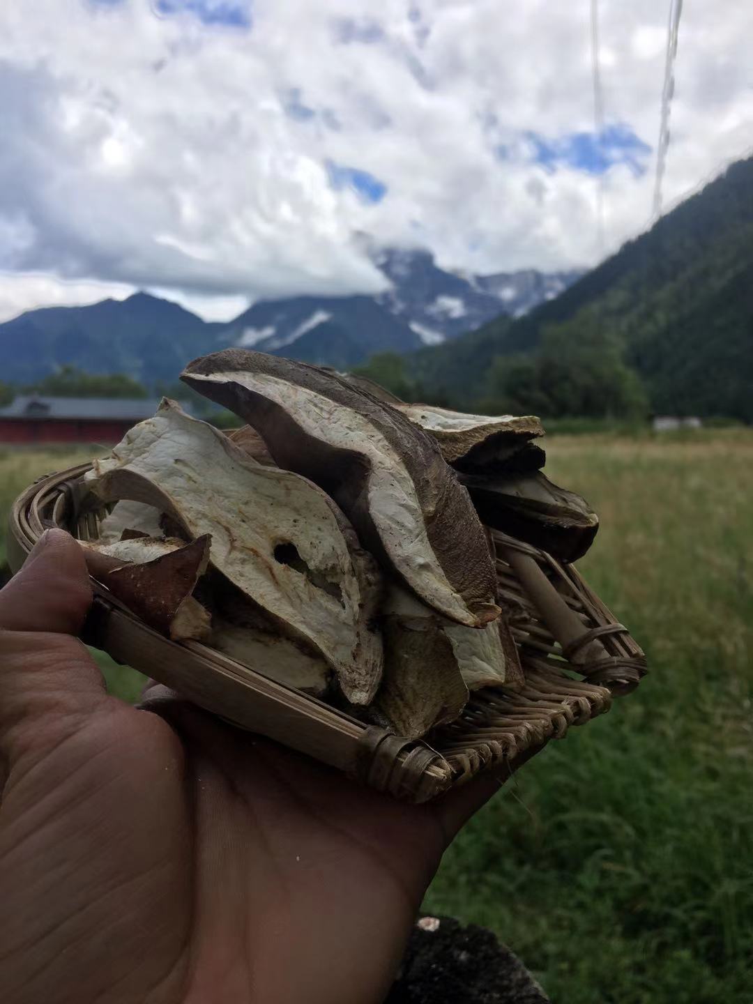 美味牛肝菌  牛肝菌干片 野生牛肝菌  一手货源 西藏产地直