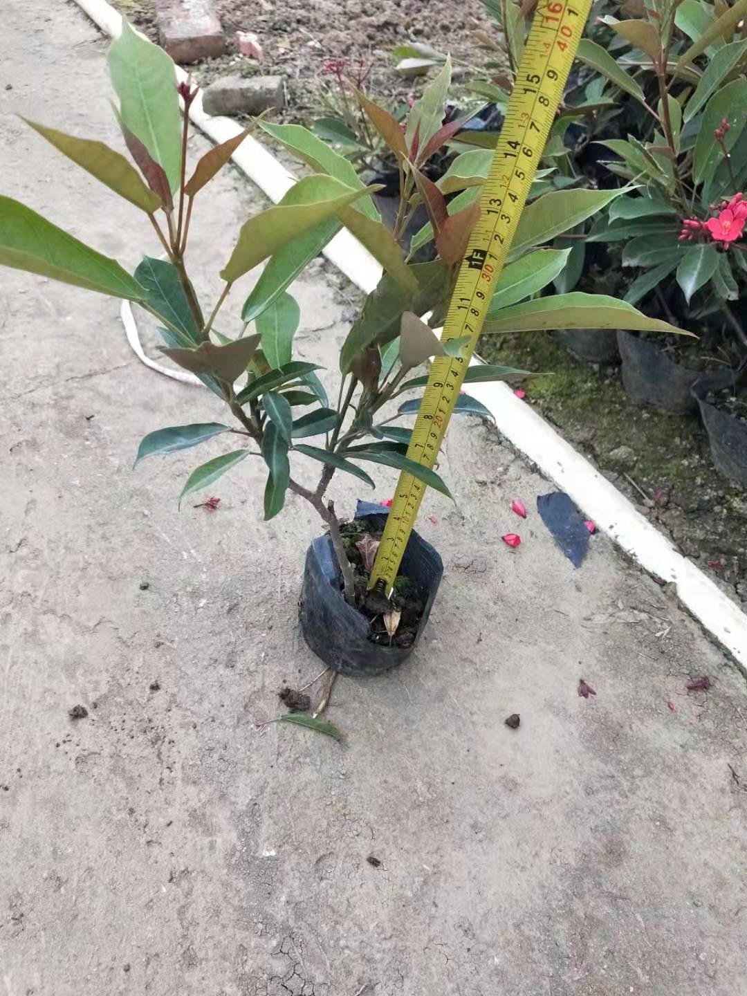 南宁 琴叶珊瑚