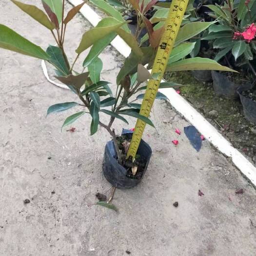 南宁 琴叶珊瑚