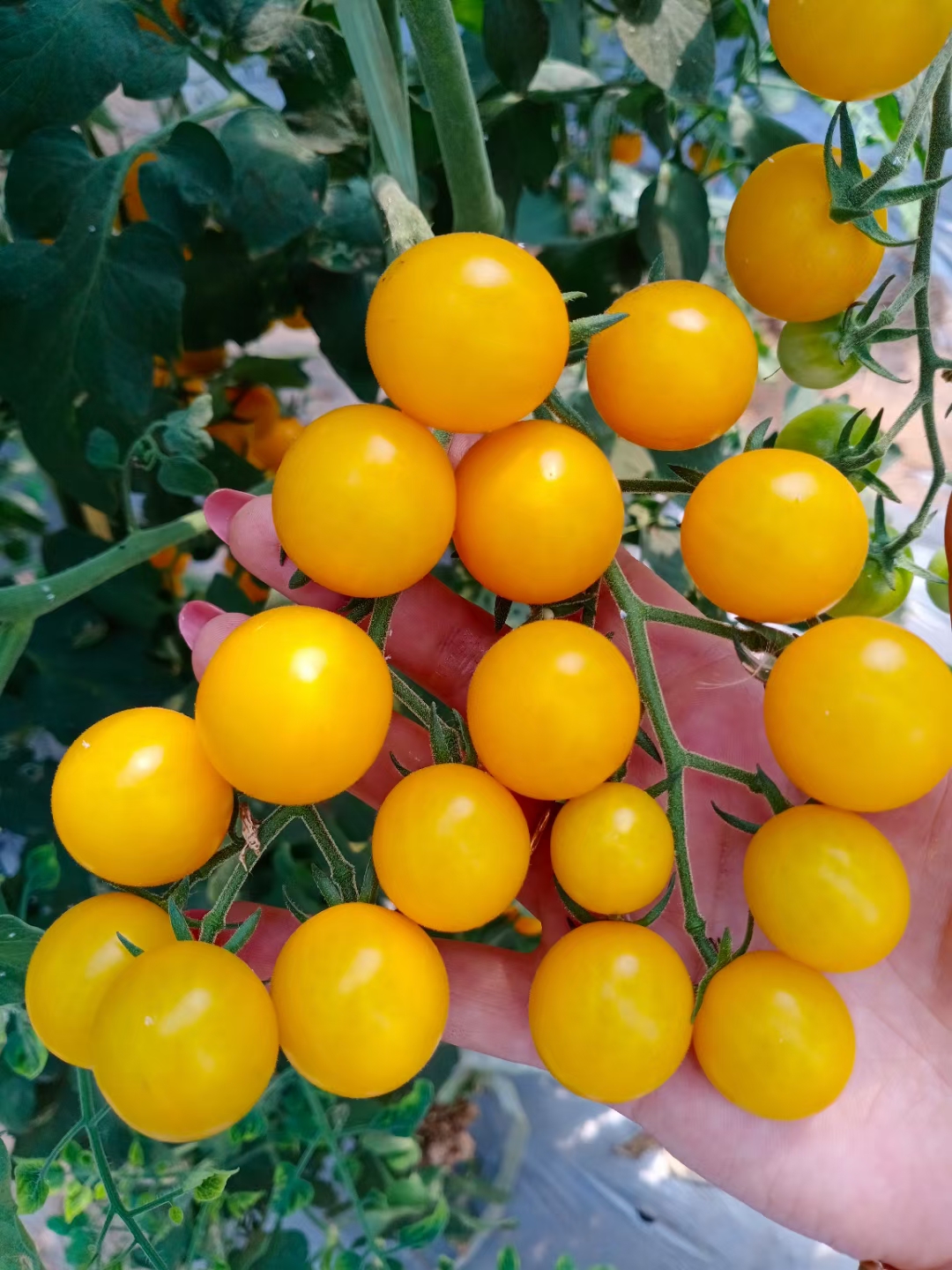 西红柿 夏日阳光小黄番茄