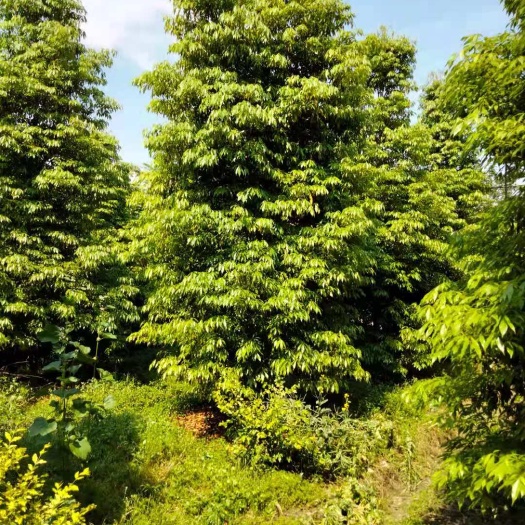 都江堰市小叶桢楠  便于成活，病虫害少