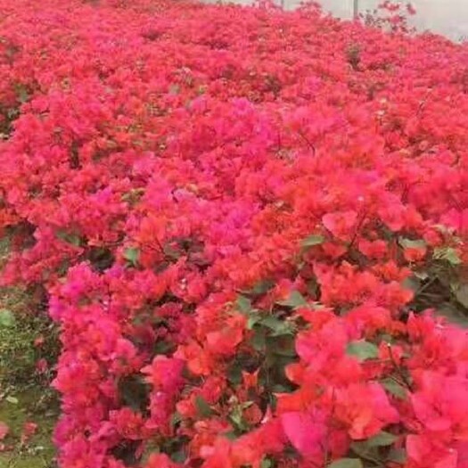 漳州 水红三角梅盆栽批发 园林景观工程苗木 红花勒杜鹃盆苗 多规格