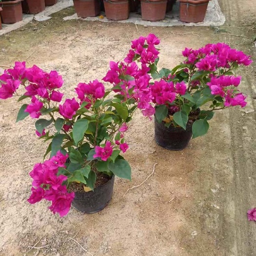 漳州 玫瑰红三角梅盆栽批发 玫红三角梅盆景 观花植物 室内外摆放
