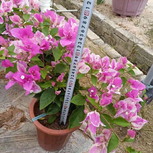 漳州 花蝴蝶三角梅盆栽价格 绿化工程报价