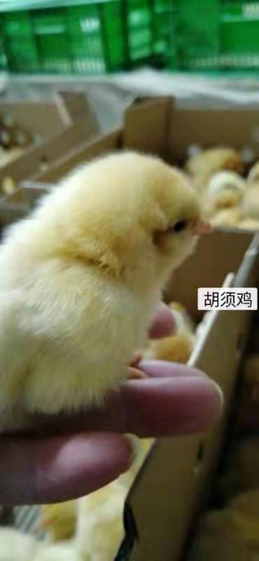 广州 胡须鸡苗