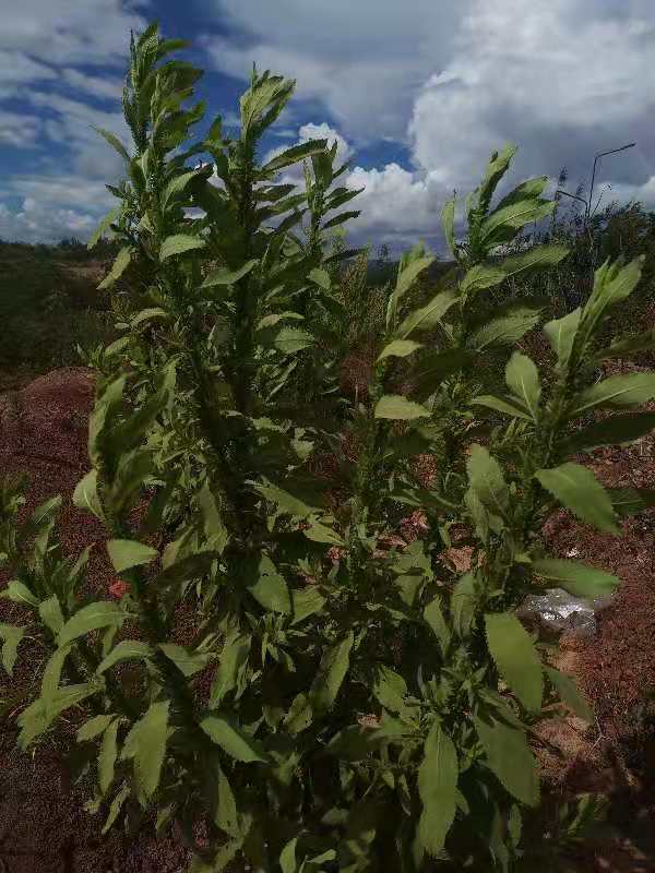 罗平县云南无硫臭灵丹草新货云南天然植物雅诺生物雪上小草
