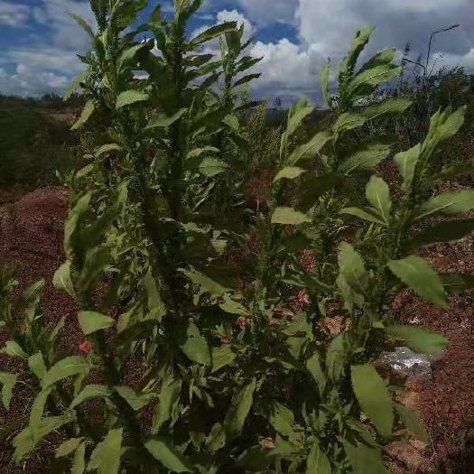 罗平县云南无硫臭灵丹草新货云南天然植物雅诺生物雪上小草