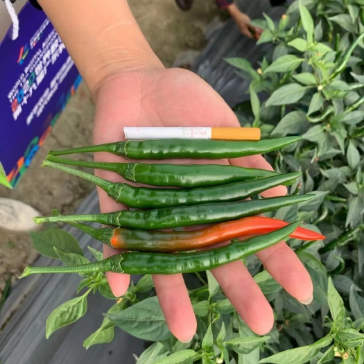 萧县朝天椒种子  大果型艳红 果硬辣度好