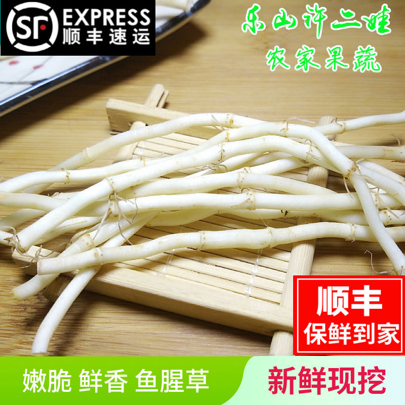 白茎鱼腥草  四川折耳根 新鲜鱼腥草 猪鼻孔 节节根 新鲜蔬菜