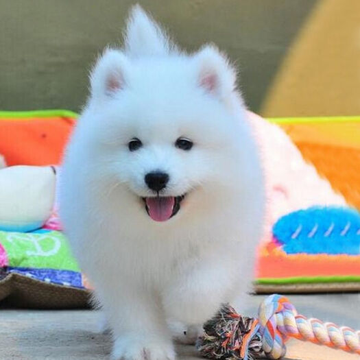 沛县萨摩耶犬  纯种萨摩耶幼犬活体纯白色雪橇犬中型家养宠物狗狗