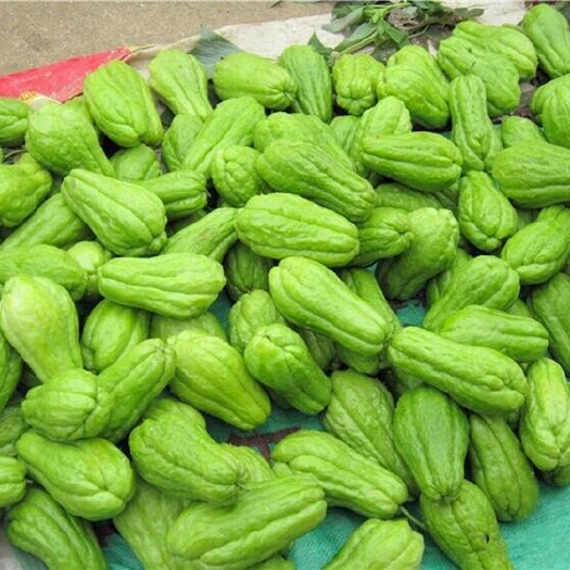 息烽县 新鲜佛手瓜蔬菜水果瓜大量上市