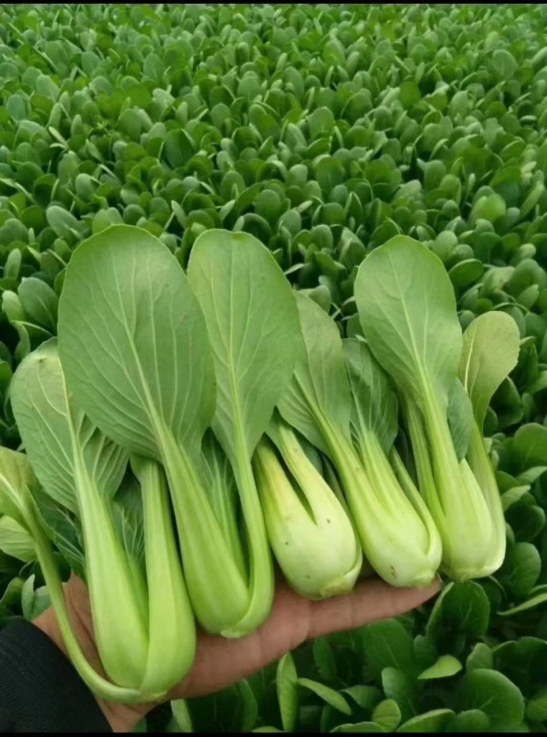 上海青 山东油菜