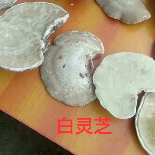 安图县长白山自釆白灵芝.