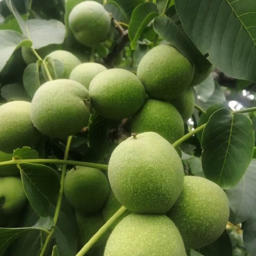 合阳县青皮核桃