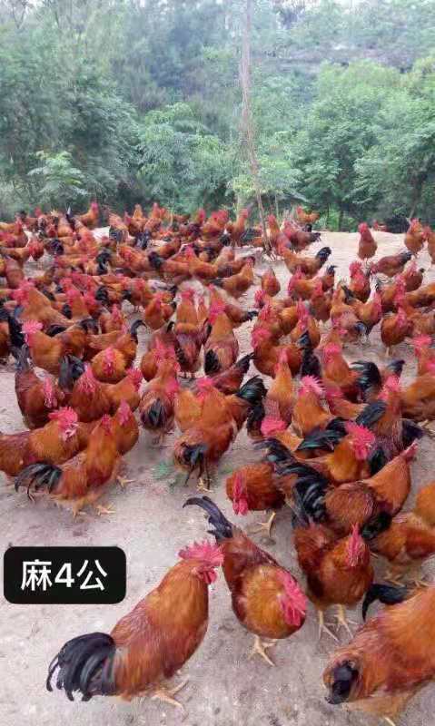 广州麻四鸡公/母鸡苗，场地直销，价格优惠，有需要的老板来下单购买