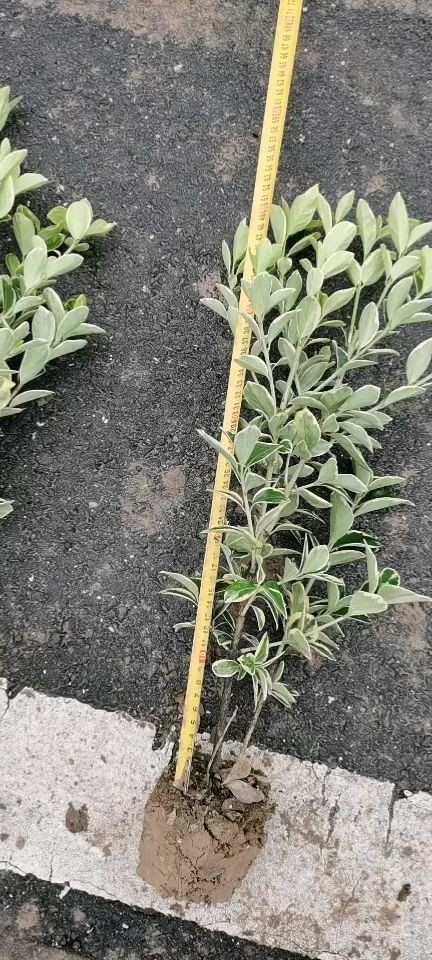 杭州金边黄杨小毛球