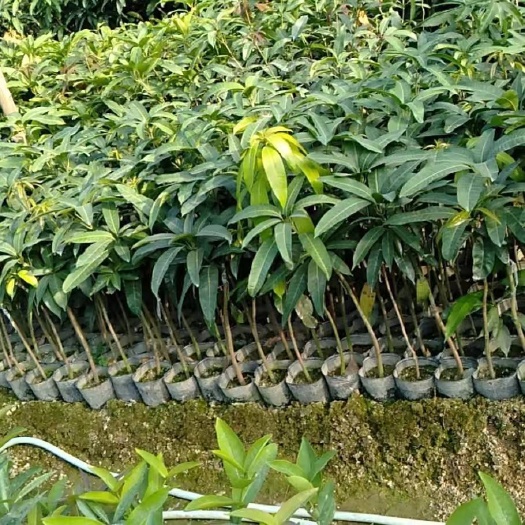 普宁市金煌芒果苗，绿化芒