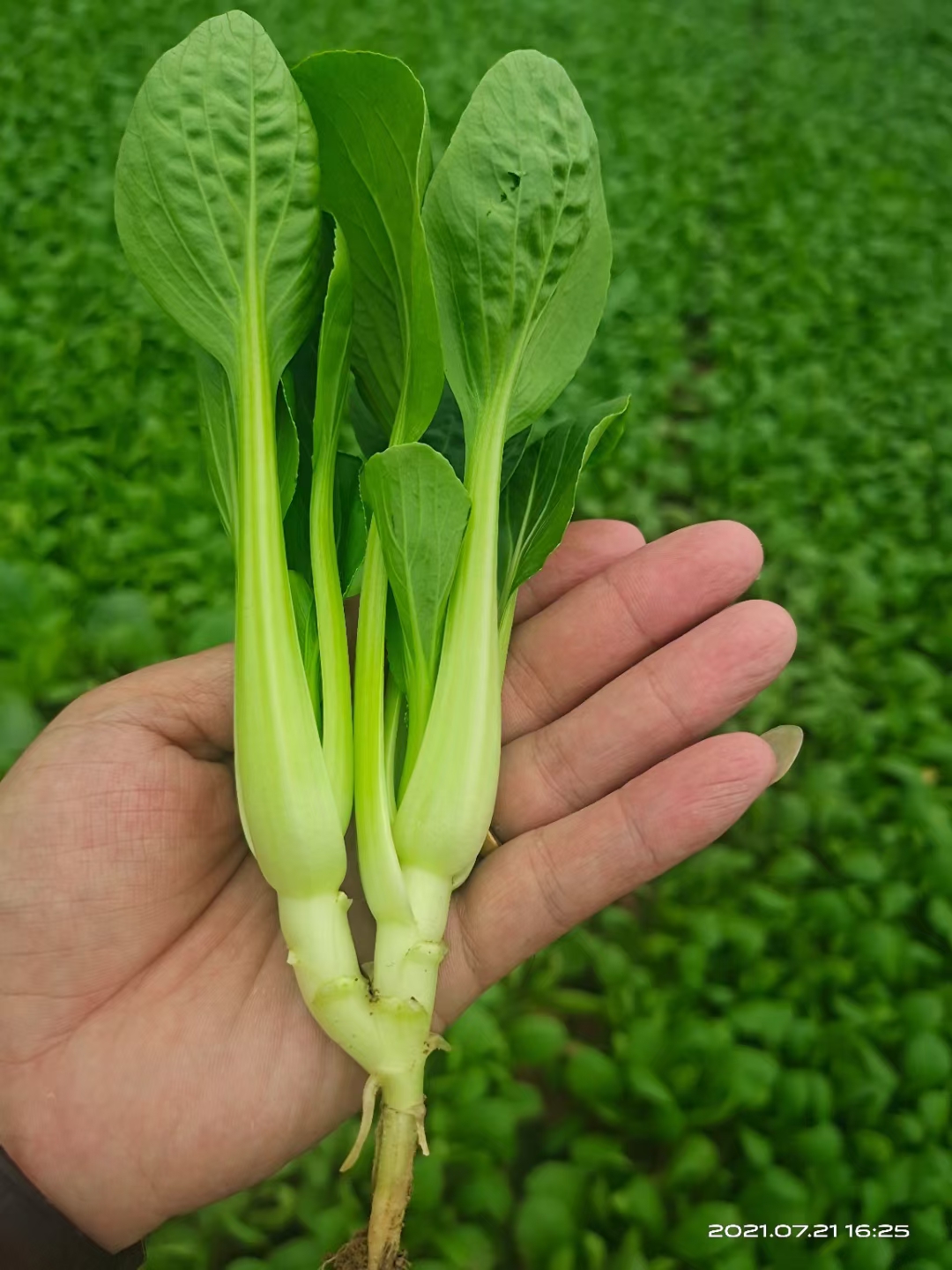 上海青 山东油菜