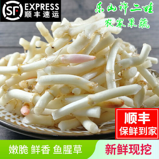 乐山白茎鱼腥草  四川折耳根 新鲜鱼腥草 猪鼻孔 节节根 新鲜蔬菜