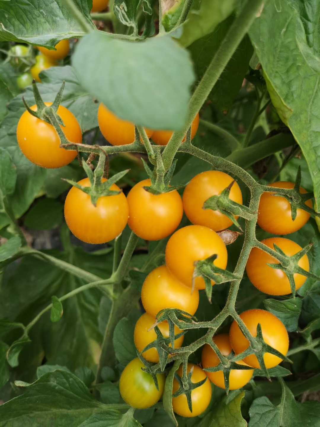 西红柿 夏日阳光小黄番茄