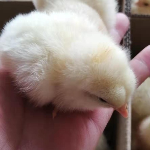 广州 海兰灰蛋鸡苗