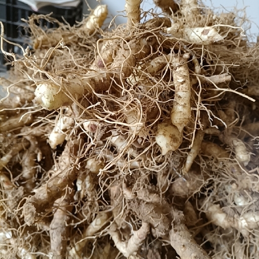 邵东市湘玉竹 新鲜玉竹，农民自产自销