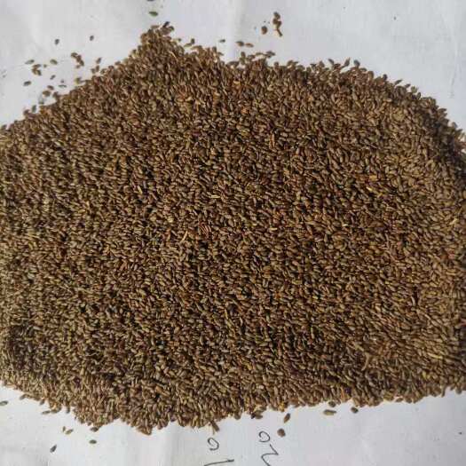 安国市中药材沙蒿  沙蒿子 沙蒿籽 500克新货包邮 沙蒿子