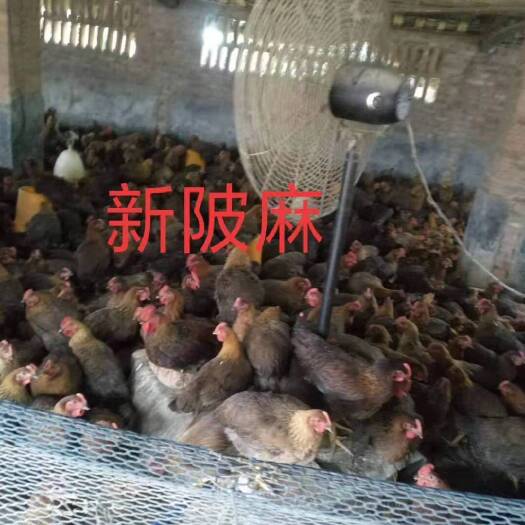 广州新陂麻鸡苗