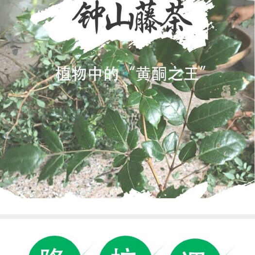 钟山县莓茶  钟山藤茶