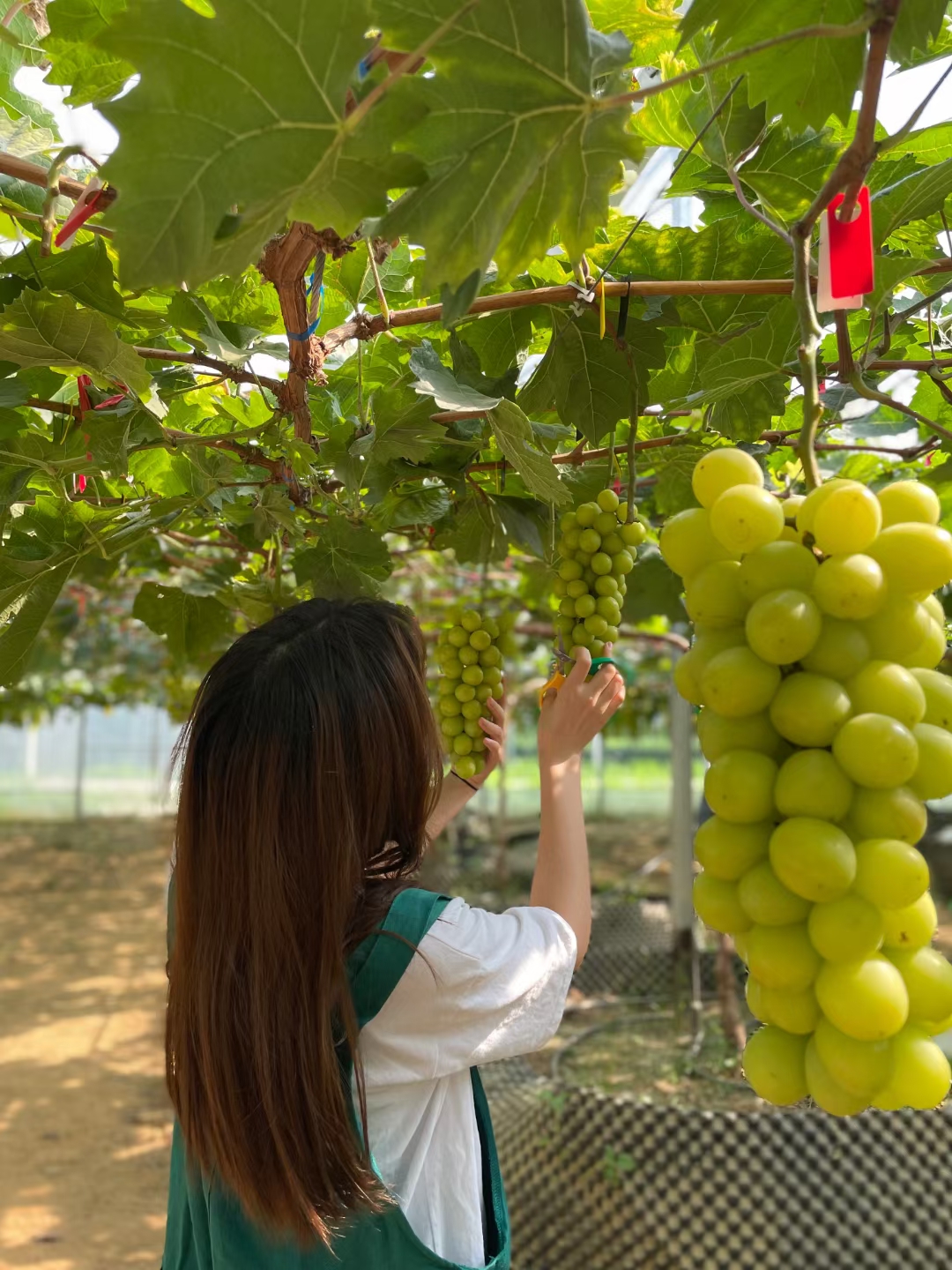 青提  惠州翡翠青堤