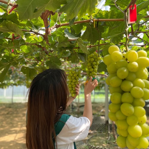 惠州青提  惠州翡翠青堤