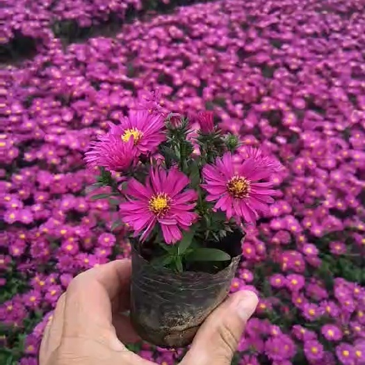 荷兰菊双色盆，荷兰菊小盆工程苗，荷兰菊自产自销大量供应