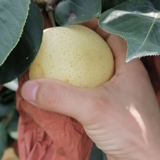方城县 黄金梨大量现货代办