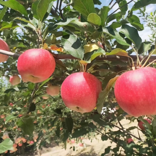 淳化县陕西淳化光果嘎啦苹果