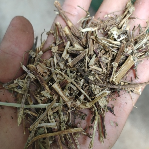 南宁鬼针草 金盏银盘