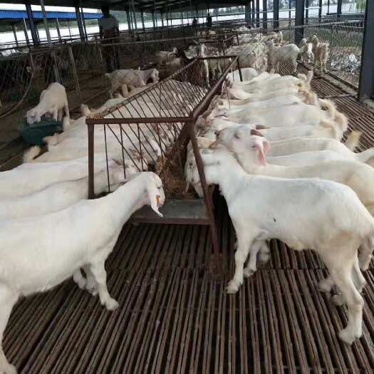 郓城县白鹅苗  白山羊，波尔山羊