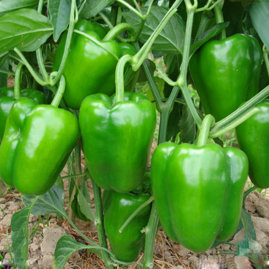赤峰种植圆椒基地，代购圆椒，衣食住行方便！人手设备齐全！欢迎来电