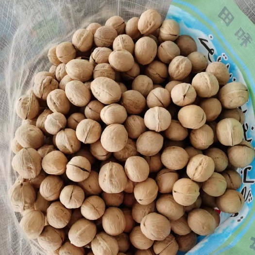 赞皇县新疆185纸皮核桃，新货上市预定，出口直供，内销批发