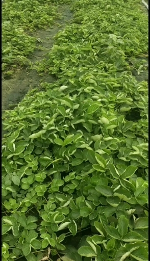 西安红颜草莓苗 草莓苗