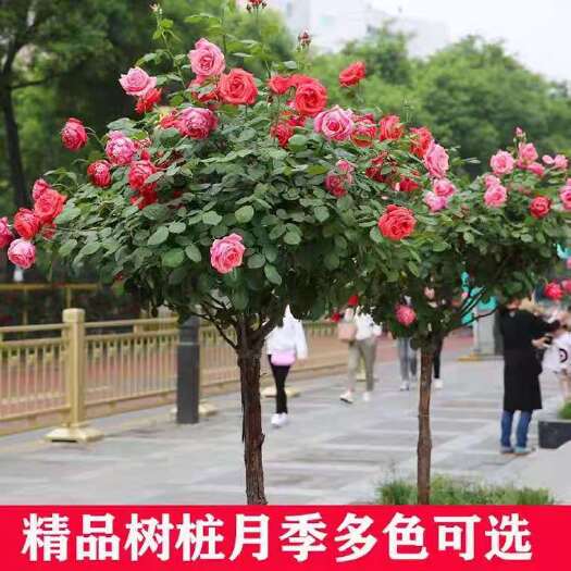 沭阳县树状月季，高杆月季  大花月季  四季开花