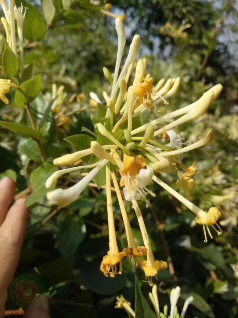 勐海县金莲花干 金银花