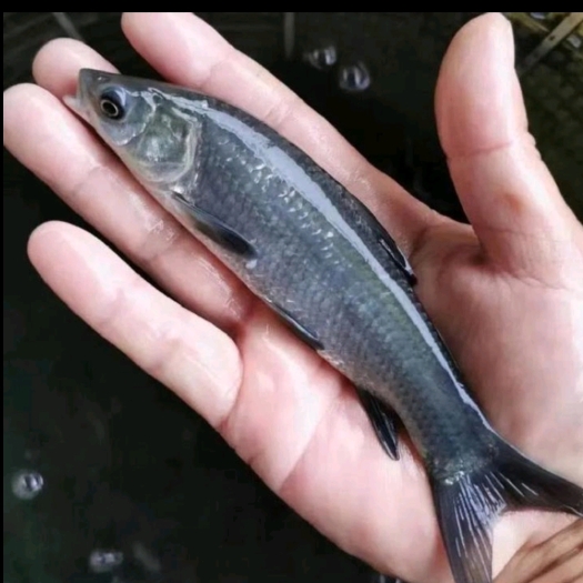 南宁乌青鱼苗  （黑鲩）