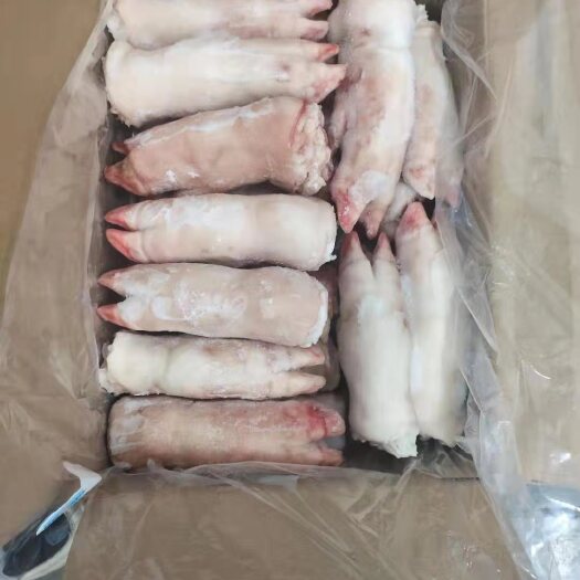 石家庄猪蹄筋  肥猪带筋一二级猪蹄质量好干净每箱19-21个