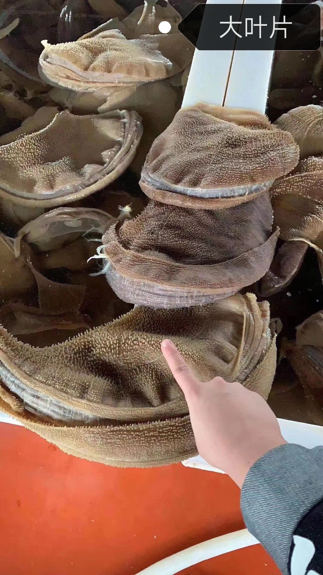 毛肚  渝宏炜食品有限公司是专业从事火锅食品系列生产与销售的