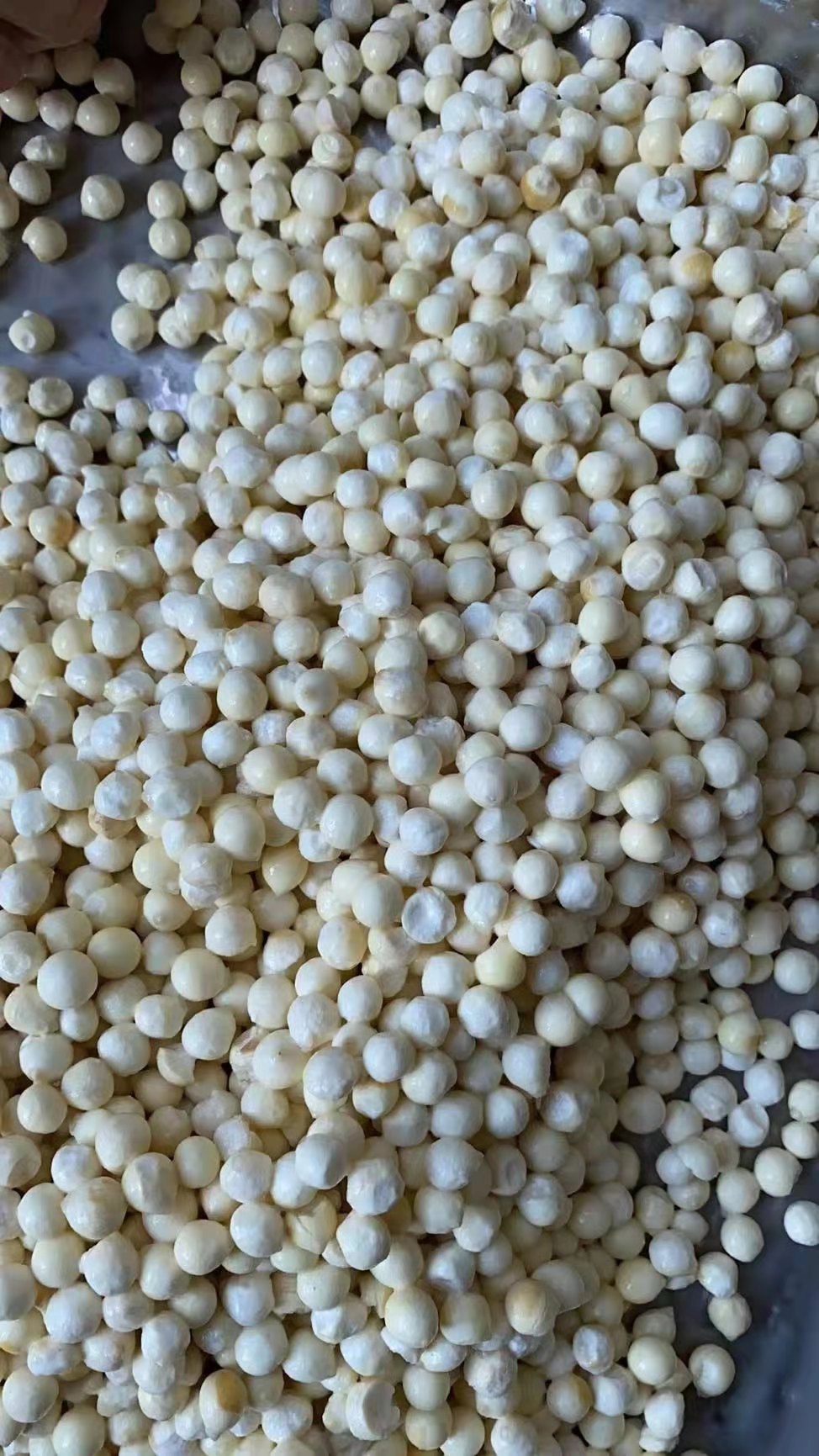 鲜芡实  鸡头米源头发货