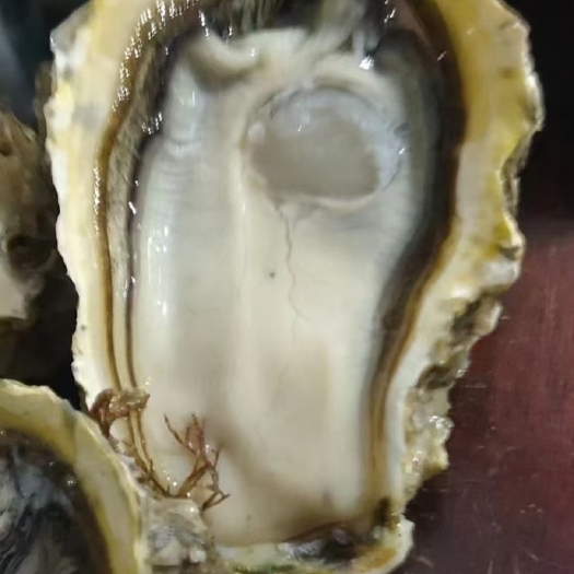 诏安县三倍体生蚝  生蚝  二倍体  三倍体